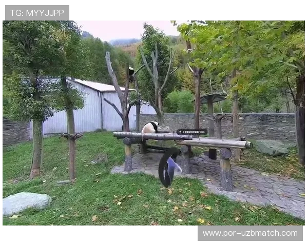 体验熊猫体育app高清赛事直播和多角度观看带来的沉浸式体验